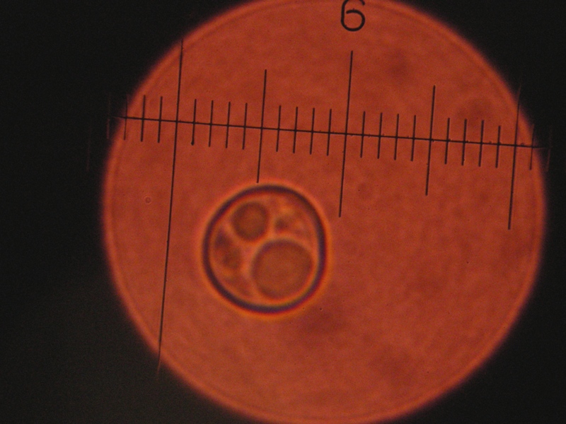 Pluteus da determinare (cfr. Pluteus depauperatus)